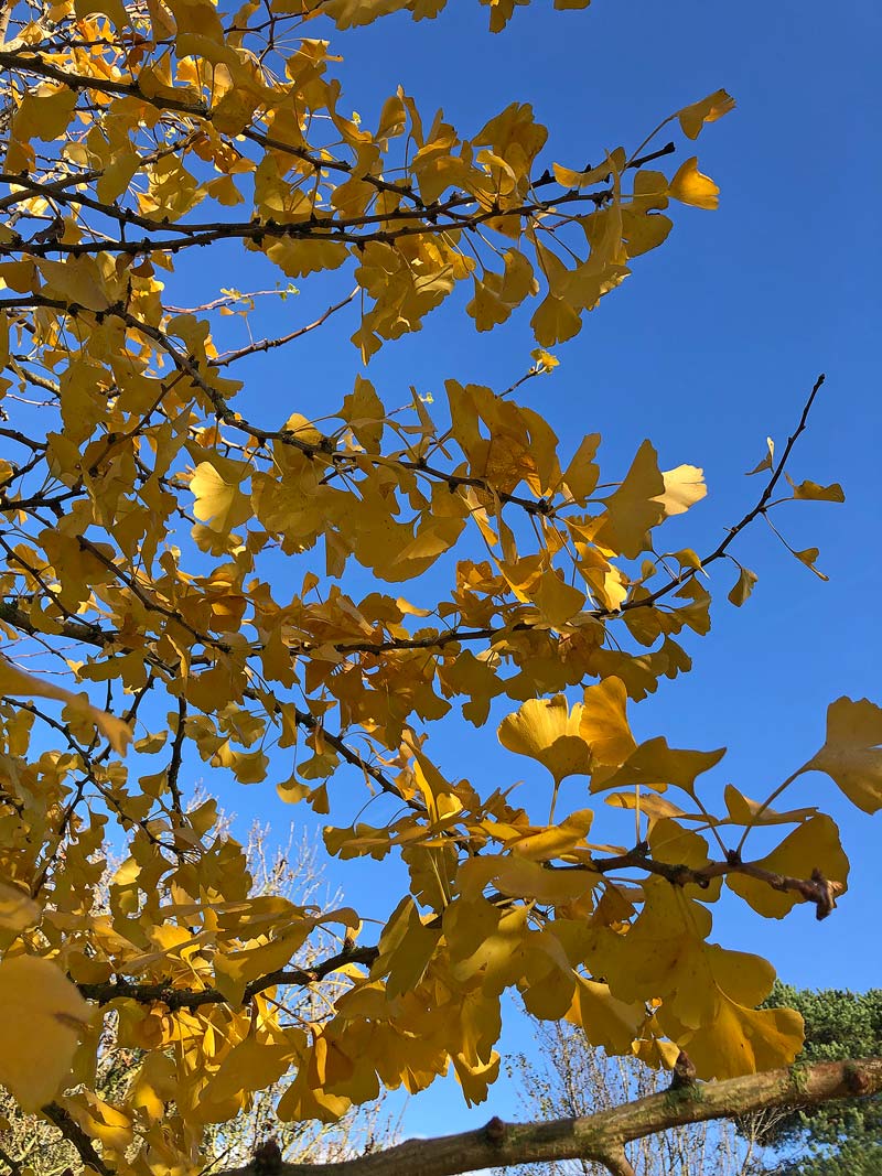 The light golden leaves of the Ginkgo Biloba show up against a clea bkue sky