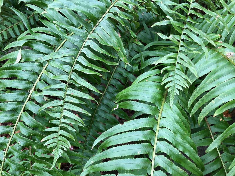 Close up of Polystichum Munitums deep green fronds. 