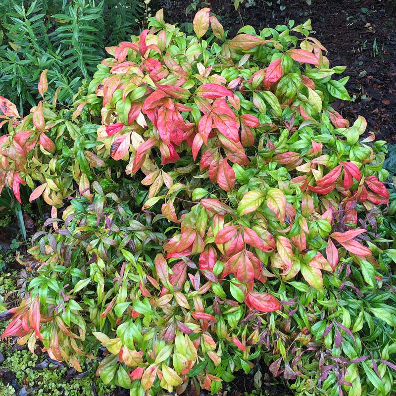 View of Leucothoe Scarletta from above, showing the variation of red and green leaves.