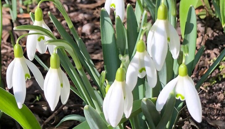 Close-up of blooming Galanthus Nivalis snowdrop flowers with white petals and green markings, surrounded by green leaves, in a sunny garden setting.