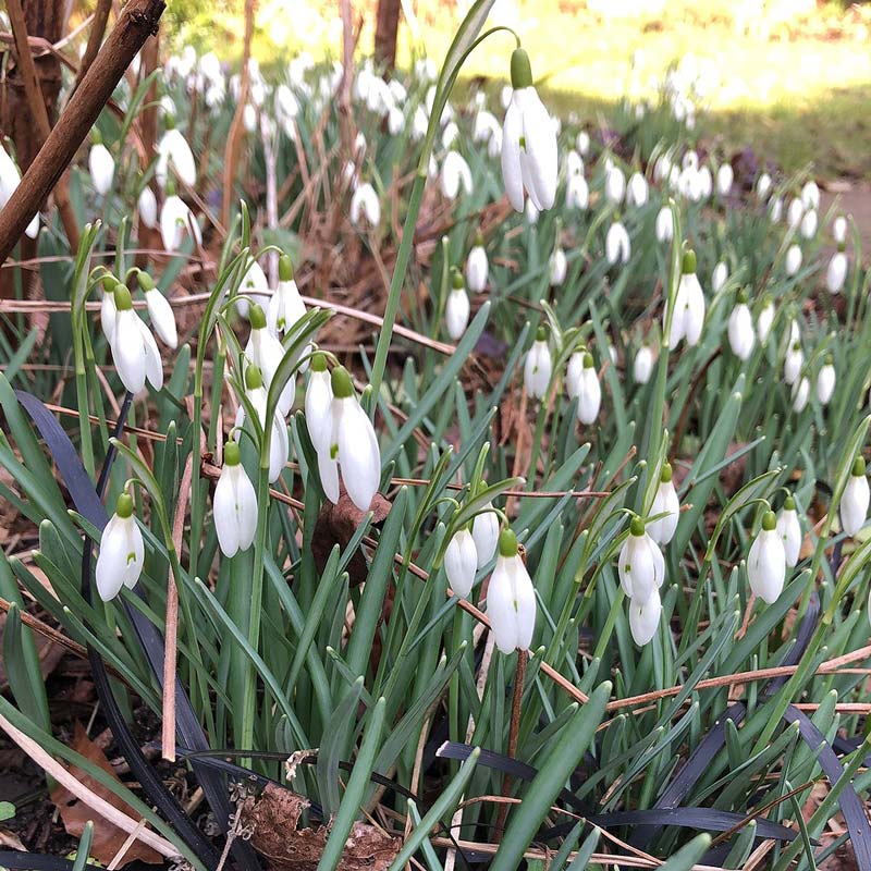 Galanthus Nivalis (common Snowdrop) 800

A cluster of blooming white Galanthus Nivalis snowdrop flowers with slender green leaves in a garden setting.