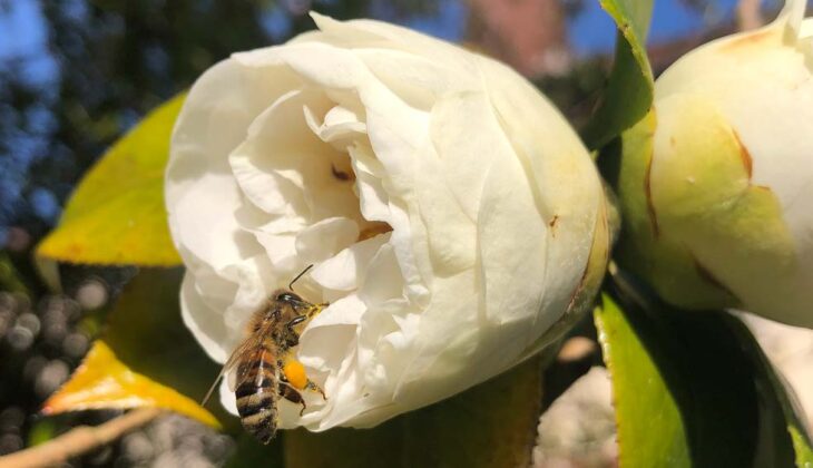 A honey bee rests on the white petals of the camellia