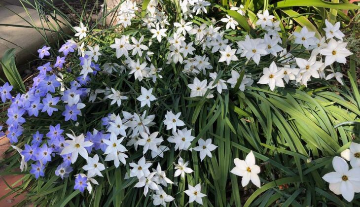 A cluster of white starshaped Ipheion uniflorum in a garden border.