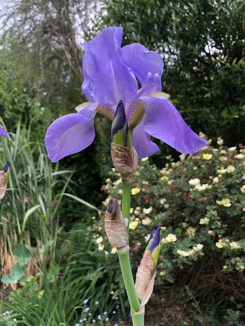Close up of a single purple Iris pallida in flower, with buds just beneath.