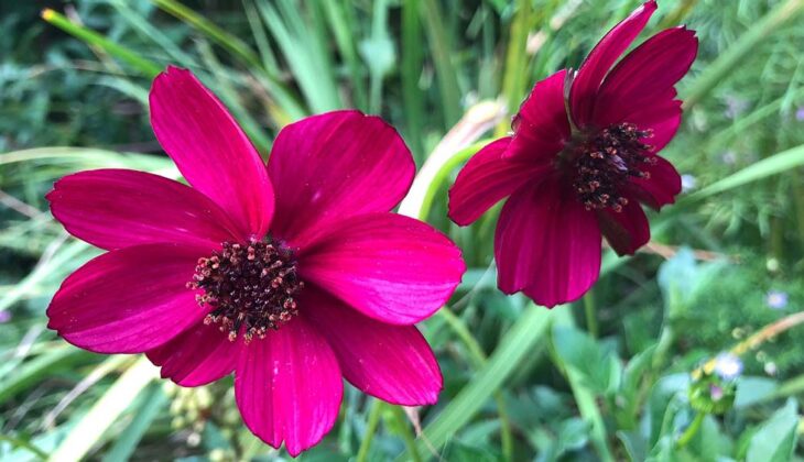 Close up of two deep cherry red Cosmos atrosanguineus flowers