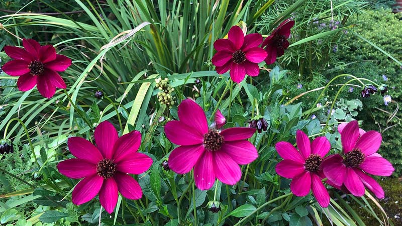 Several deep cherry red Cosmos with lance-shaped, blue-green leaves in a garden border.