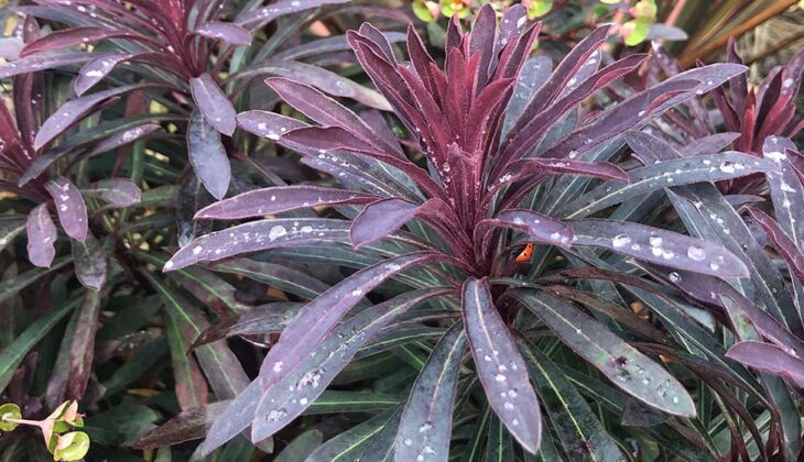 Close up osEuphorbia amygdaloides 'Purpurea' (Wood spurge), with a red ladybird nestling in the heart of the plant