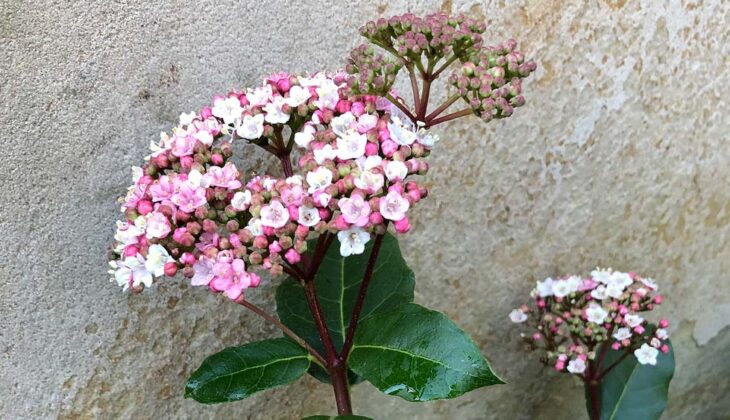 Viburnum tinus Eve Price IMG 2752