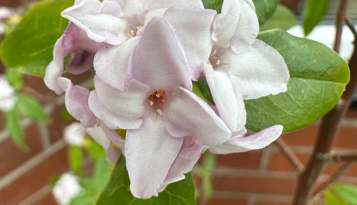 A cluster of Daphne blooms with large green leaves in a border against a red brick wall.