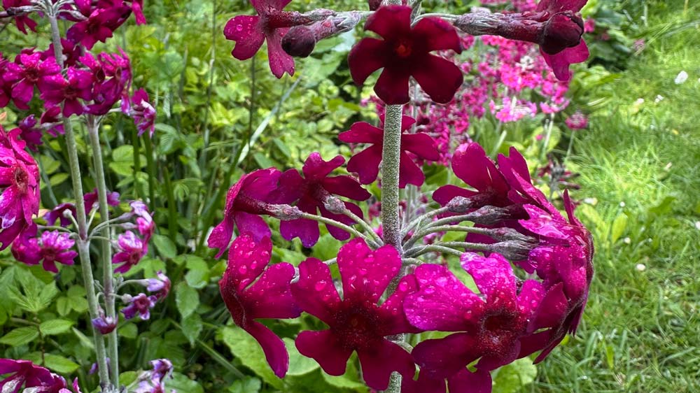 Close up of the deep maroon petals of Primula pulverulenta