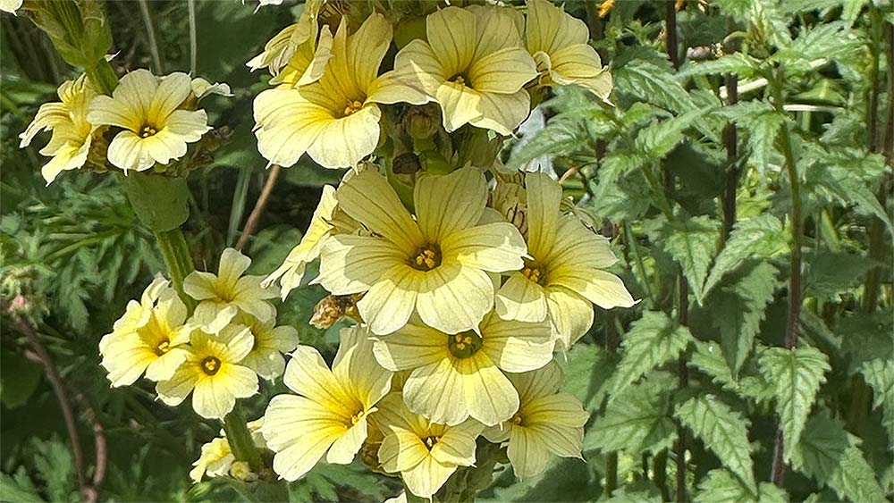 Sisyrinchium striatum