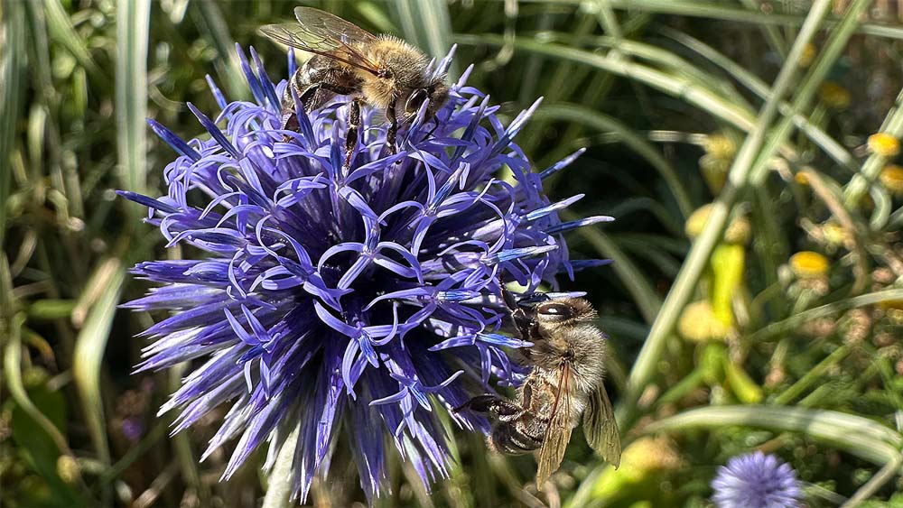 Echinops ritro Veitchs Blue IMG