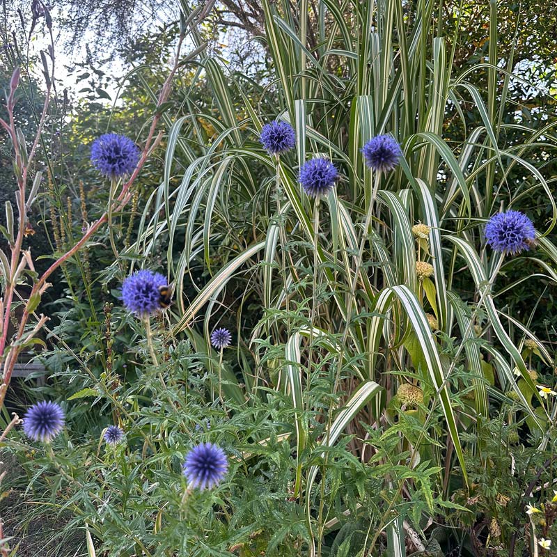 Echinops-ritro-Veitchs-Blue-IMG_1379 Echinops ritro Veitchs Blue IMG