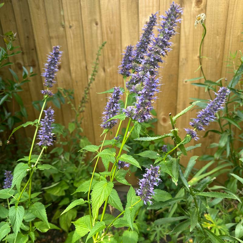 Agastache Agastache in a garden border with a bown wooden fence in the background