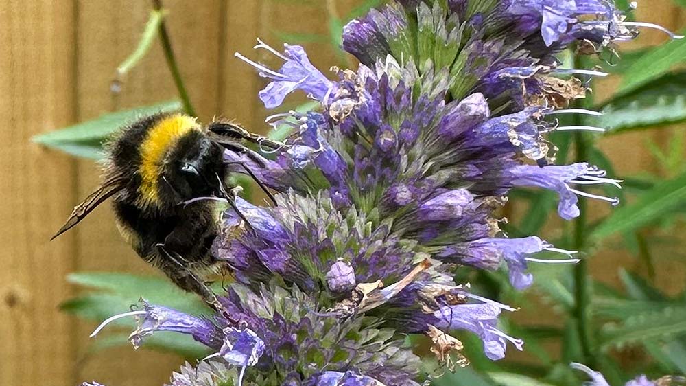 A bumble bee settles on a lilac blue Agastache