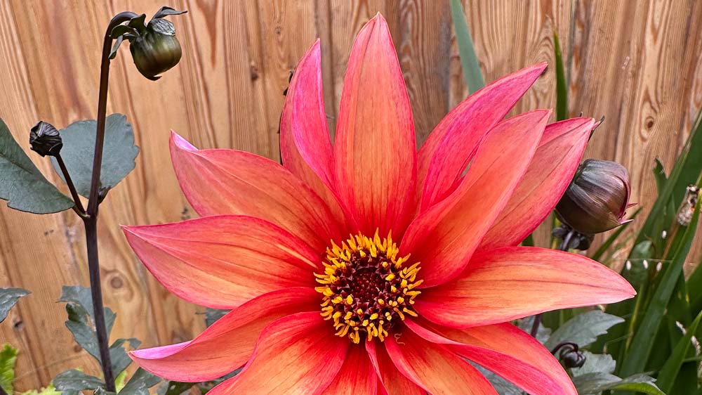 Close up of the bright orange-red petals of Dahlia Waltzing Mathilda