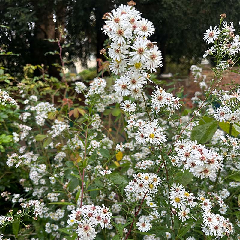 Flowering Michaelmas daisies A garden border with flowering Michaelmas daisies